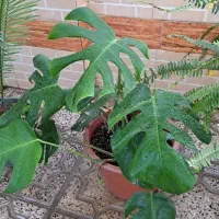 افرا گل|گل و گیاه طبیعی|بندر ترکمن, |دیوار