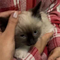 گربه پرشین هیمالین پشمالو ماده دوماهه|گربه|قوچان, |دیوار