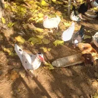 فرش اردک خارجی نر وماده . و مرغ و خروس|حیوانات مزرعه|بهشهر, |دیوار