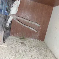 عروس البینو|پرنده|ماهدشت, |دیوار