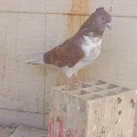 کفتر جوجه پرش بالا|پرنده|قم, پردیسان|دیوار