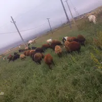 بره نر گوشتی|حیوانات مزرعه|نیر (اردبیل), |دیوار