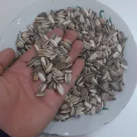 تخمه آفتاگردان  بومی نوش آباد