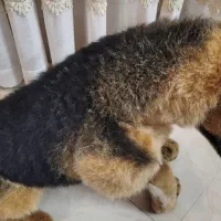 سگ دکور|اسباب‌‌بازی|یزد, |دیوار