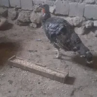 دستگاه جوجه کشی