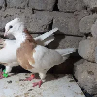 انواع کبوتر طوق ۵۰۰تومن