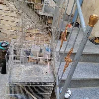 قفس کاسکو وعروس|لوازم جانبی حیوانات|مشهد, شهرک شیرین|دیوار