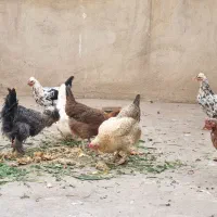 مرغ محلی رسمی گلین