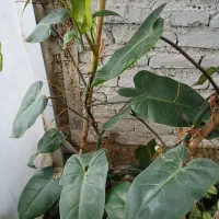 گل و گیاه|گل و گیاه طبیعی|گرگان, |دیوار