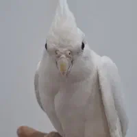 دو عدد عروس هلندی البینو