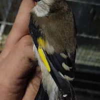 سهره ماده عروسک