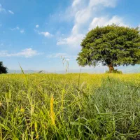 زمین ییلاقی سند دار بر جاده اصلی|فروش زمین و ملک کلنگی|برهسر, |دیوار