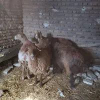 سلام دوراس کاور دوراس میش جوان|حیوانات مزرعه|تربت جام, میان جام|دیوار