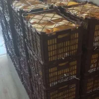 فروش سیب