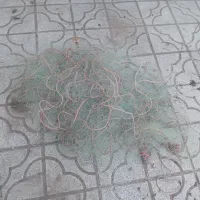 تورماهیگیری دوعدد