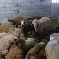 یافت اباد گوسفنده زنده همراه باقصاب|حیوانات مزرعه|تهران, صاحب الزمان|دیوار