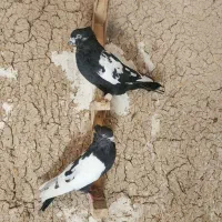 کفتر ماده بهبهونی|پرنده|ارسنجان, |دیوار