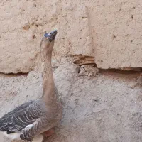 فروش قو غاز نر و غاز محلی تخمگذار