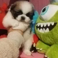 توله شیتزو فلت