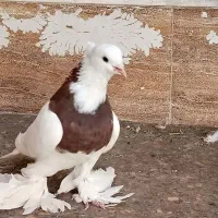 کبوترطوقی|پرنده|مبارکه, |دیوار