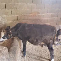 گاوفروشی|حیوانات مزرعه|علی‌آباد کتول, |دیوار