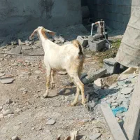 بز تالی پاکستانی دوقلو زا وسه قلو زا رودان|حیوانات مزرعه|بندرعباس, |دیوار