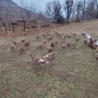 بوقلمون برنز و بوربون محلی|حیوانات مزرعه|قروه, |دیوار