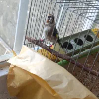 جوجه سهره نر زیبا