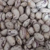نخود و لوبیا محلی همدان