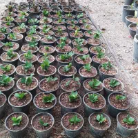 اجاره گلخانه سالن فروشگاهی|اجارهٔ مغازه و غرفه|ری, فیروزآباد|دیوار