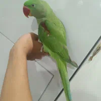 شاه طوطی نر|پرنده|ملارد, |دیوار