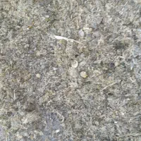 ذرت علوفه ای