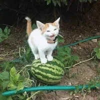 قرض