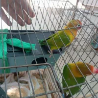 کوتوله قیمت مناسب|پرنده|قم, یخچال قاضی|دیوار