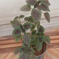 چهار نمونه گل  با هم 120|گل و گیاه طبیعی|ایذه, |دیوار