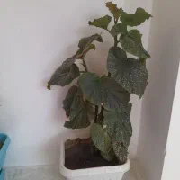 گل طبیعی