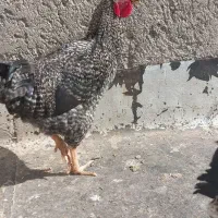 خروس با قیمت مناسب نژاد آمروک