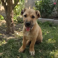 شاه توله نر شجره دار سنگین وزن