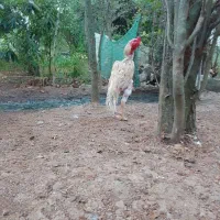 لاری|حیوانات مزرعه|رشت, گیل|دیوار
