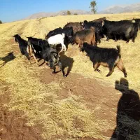 بزکوردی داشتی|حیوانات مزرعه|جوانرود, |دیوار