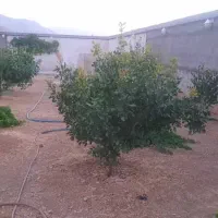فروش باغ شهری واقع در زرقان|فروش زمین و ملک کلنگی|شیراز, زیباشهر|دیوار