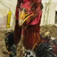 فروش خروس|حیوانات مزرعه|شیراز, لب آب|دیوار