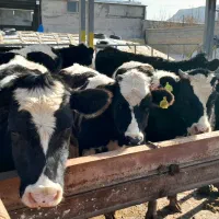 گوساله ماده