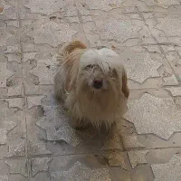 سگ پاکوتاه نژاد شیتزو خیلی با ادب