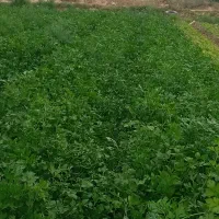 سبزی خورشتی تازه تمیز|خوردنی و آشامیدنی|شوش, |دیوار