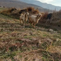 سه تا چپش نر|حیوانات مزرعه|دورود, |دیوار