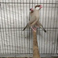 فنچ نرگسی شکلاتی با چهار جوجه