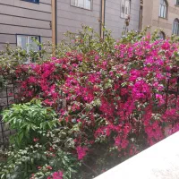 خانه-دربستی-3طبقه-حیاط-دار-شمالی-کوچه-برزگر