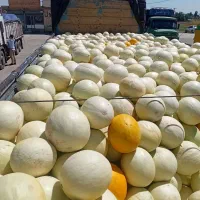خربزه شیرین