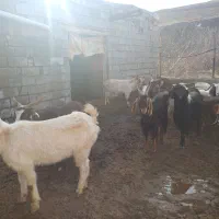 بزجوان|حیوانات مزرعه|گرمخان, |دیوار